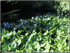 foto Giardini Trauttmansdorff - Boschi del Mondo